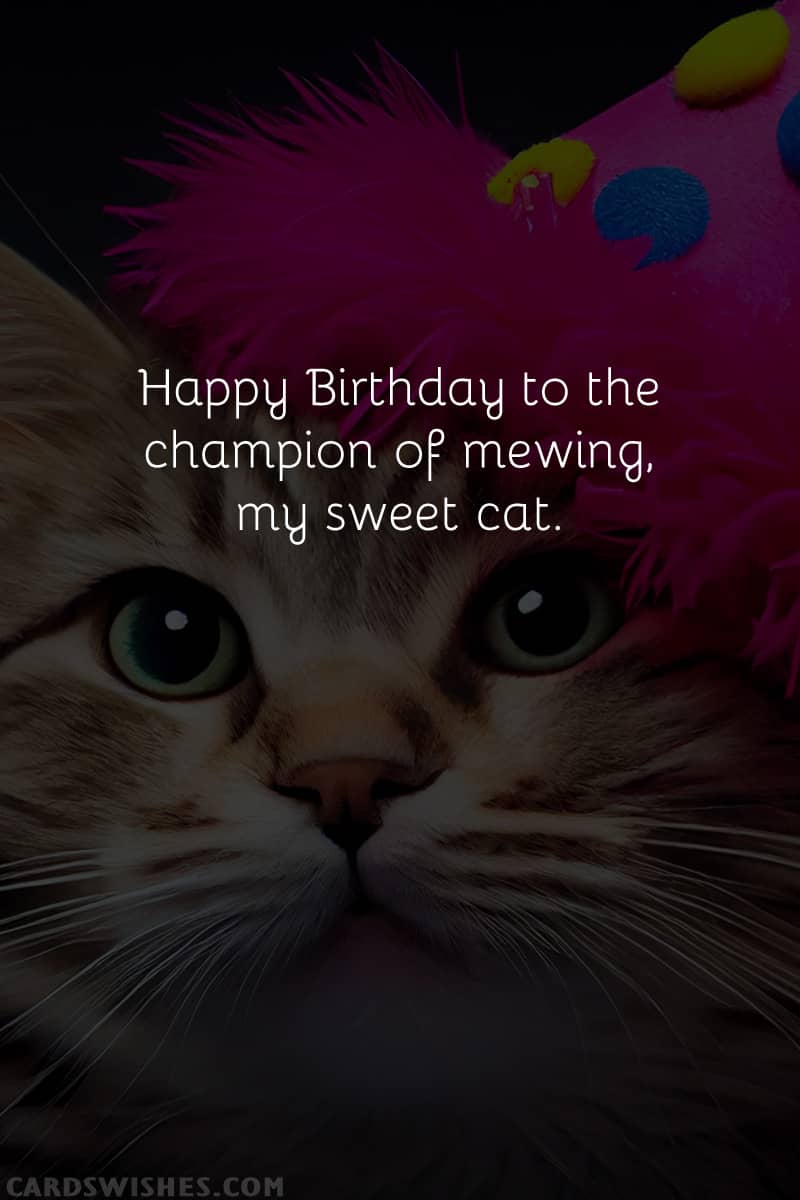 Happy Birthday to the champion of mewing, my sweet cat