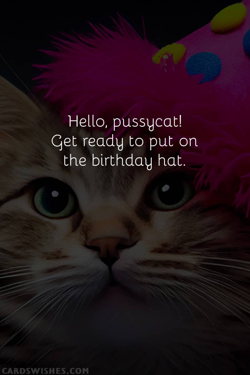 Hello, pussycat! Get ready to put on the birthday hat