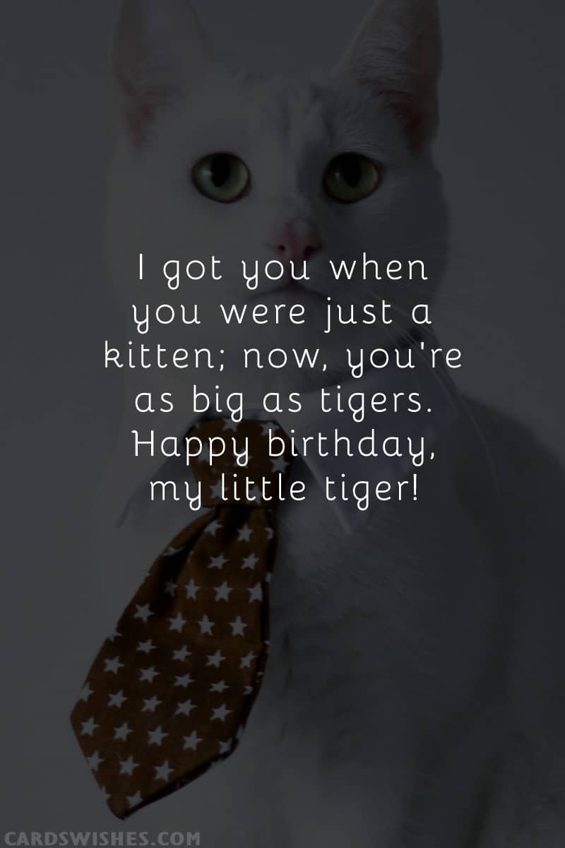 I got you when you were just a kitten; now, you're as big as tigers. Happy birthday, my little tiger!