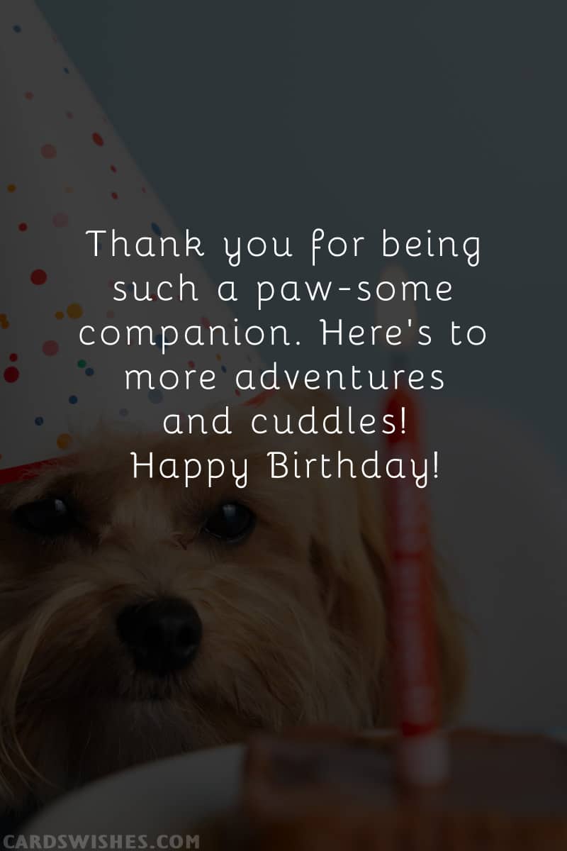 Thank you for being such a paw-some companion. Here's to more adventures and cuddles! Happy Birthday!