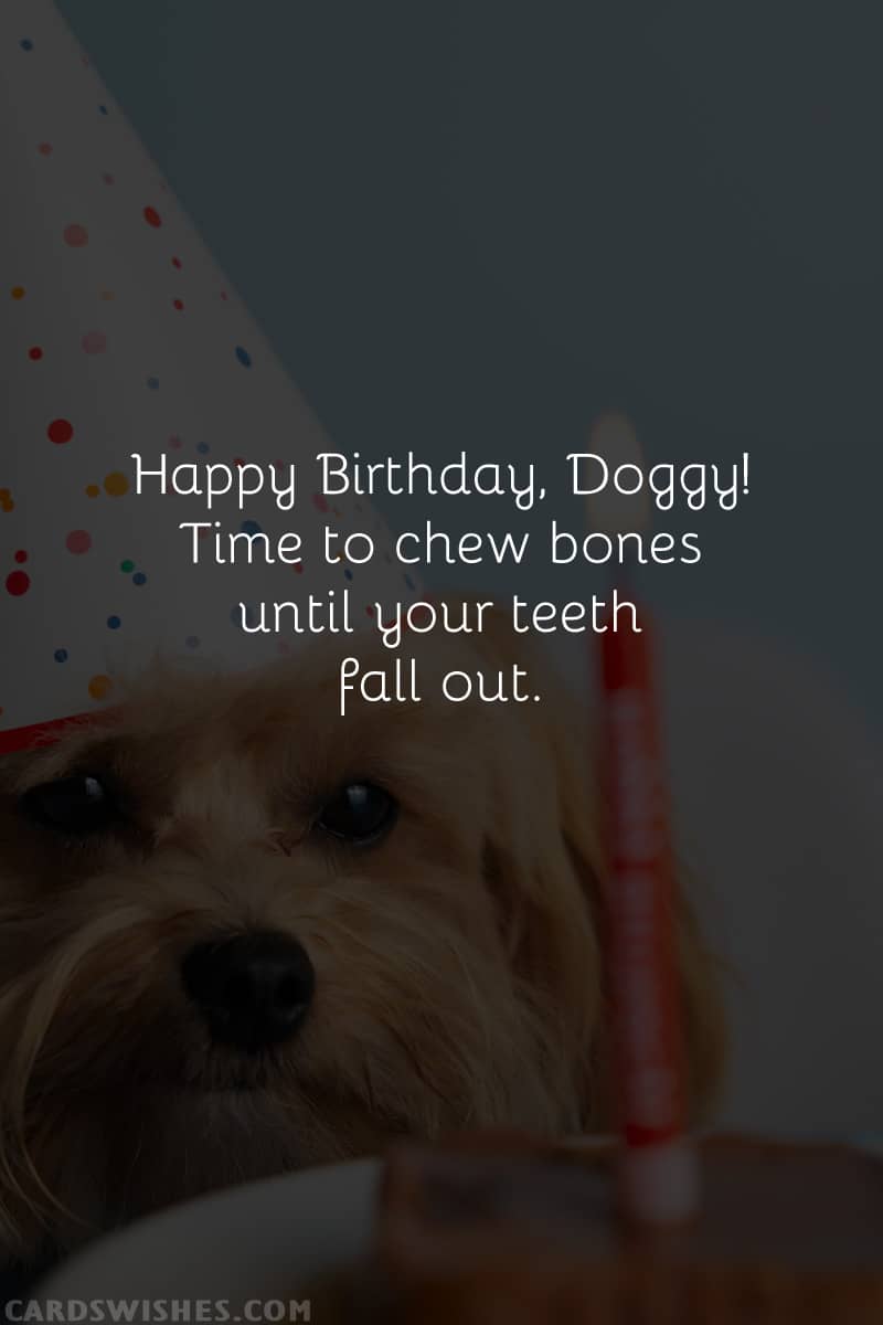 Happy Birthday, Doggy! Time to chew bones until your teeth fall out