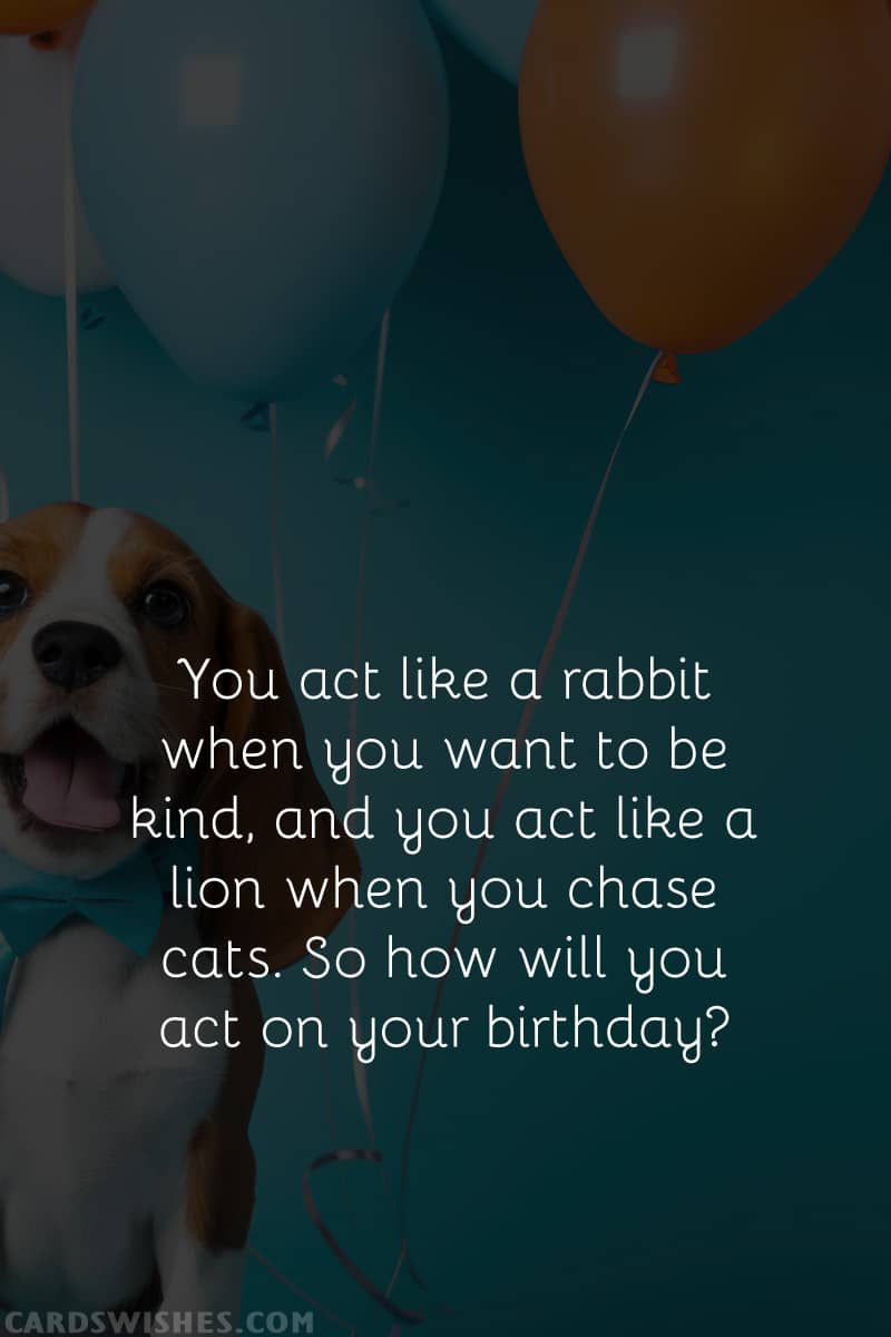 You act like a rabbit when you want to be kind, and you act like a lion when you chase cats. So how will you act on your birthday?